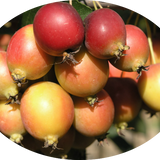 Malus New York vaso 9x13
