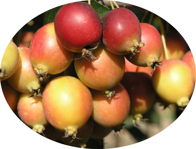 Malus New York vaso 9x13