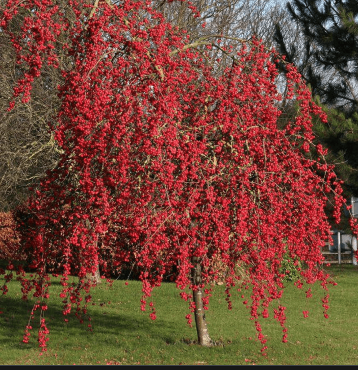 Malus Red Sentinel vaso 9x13