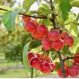 Malus Red Sentinel vaso 9x13