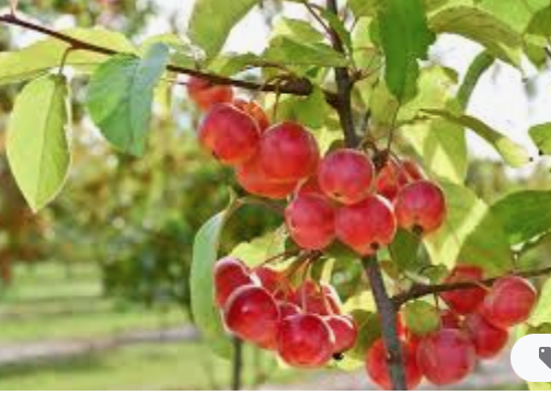 Malus Red Sentinel vaso 9x13