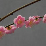 Prunus mume Peggy Clarke vaso 18