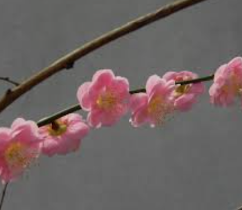 Prunus mume Peggy Clarke vaso 18