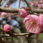 Prunus mume Peggy Clarke vaso 18