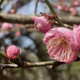 Prunus mume Peggy Clarke vaso 18