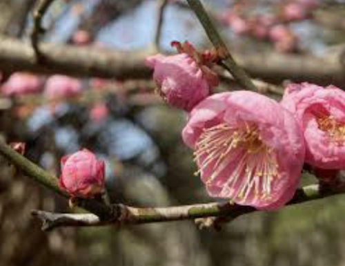 Prunus mume Peggy Clarke vaso 18