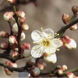Prunus Mume Nikko vaso 18