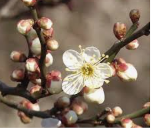 Prunus Mume Nikko vaso 18