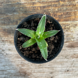 Agave Victoria reginae caespitosa