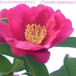 Camelia sasanqua cherylin cm.90/110 vaso 28