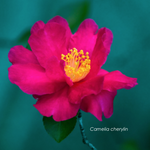Camelia sasanqua cherylin cm.90/110 vaso 28