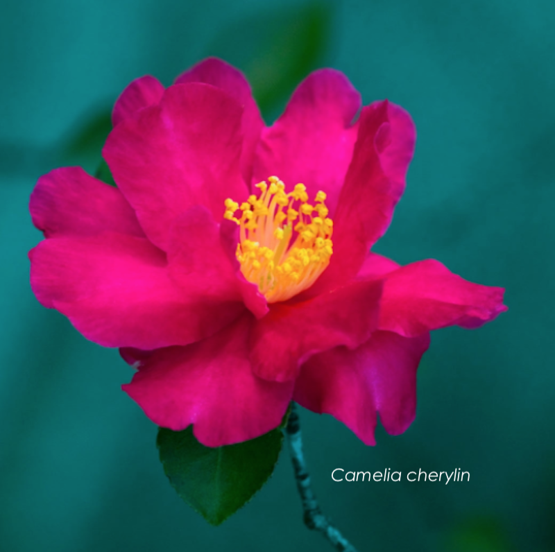 Camelia sasanqua cherylin cm.90/110 vaso 28
