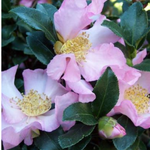 Camelia Sasanqua Cleopatra cm. 130/140