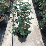 Camelia Sasanqua Cleopatra cm. 130/140