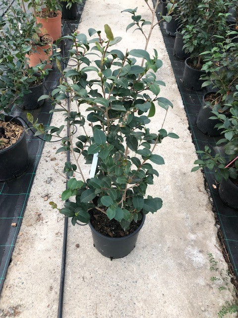 Camelia Sasanqua Cleopatra cm. 130/140