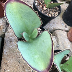 Kalanchoe Synsepala cm. 15