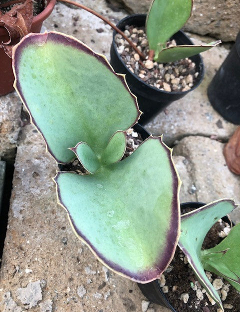 Kalanchoe Synsepala cm. 15