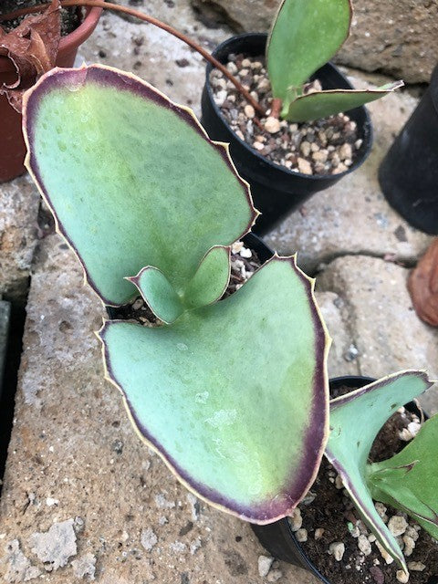 Kalanchoe Synsepala cm. 15
