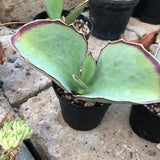 Kalanchoe Synsepala cm. 15