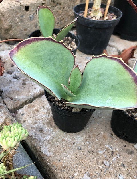 Kalanchoe Synsepala cm. 15