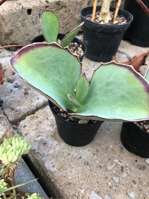 Kalanchoe Synsepala cm. 15