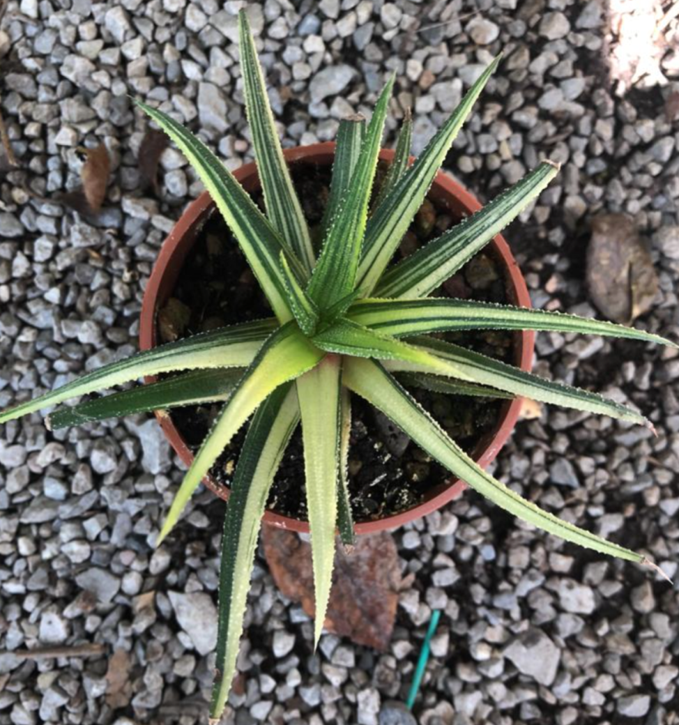 HAWORTHIA VISCOSA X STARKIANA