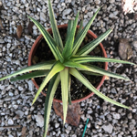 HAWORTHIA VISCOSA X STARKIANA