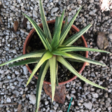 HAWORTHIA VISCOSA X STARKIANA