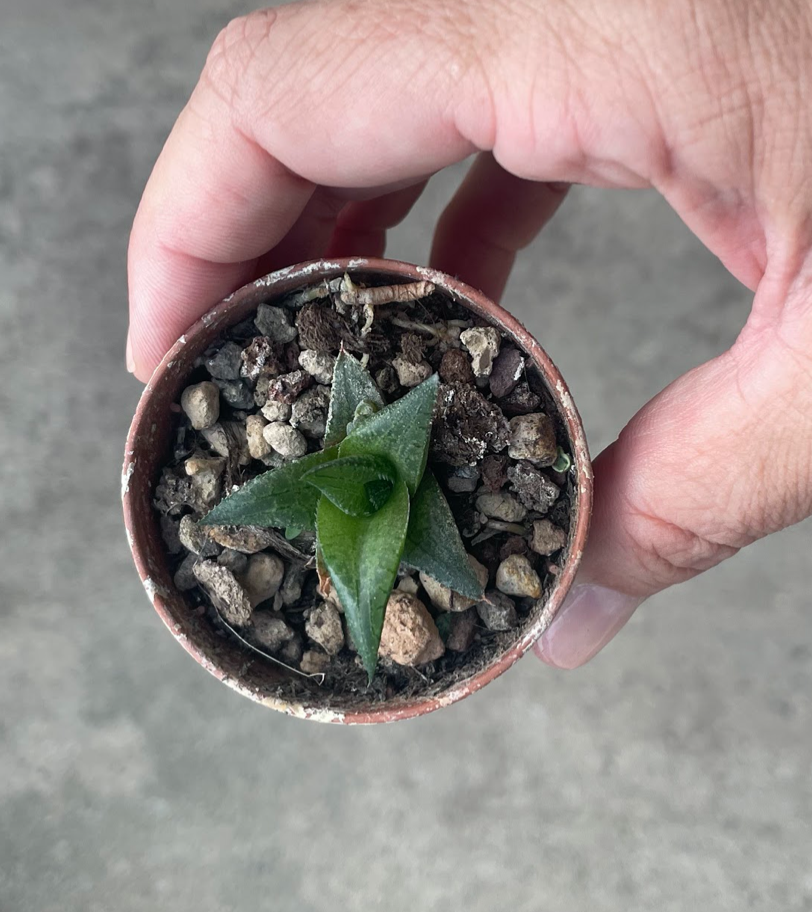 Haworthia tessellata venosa