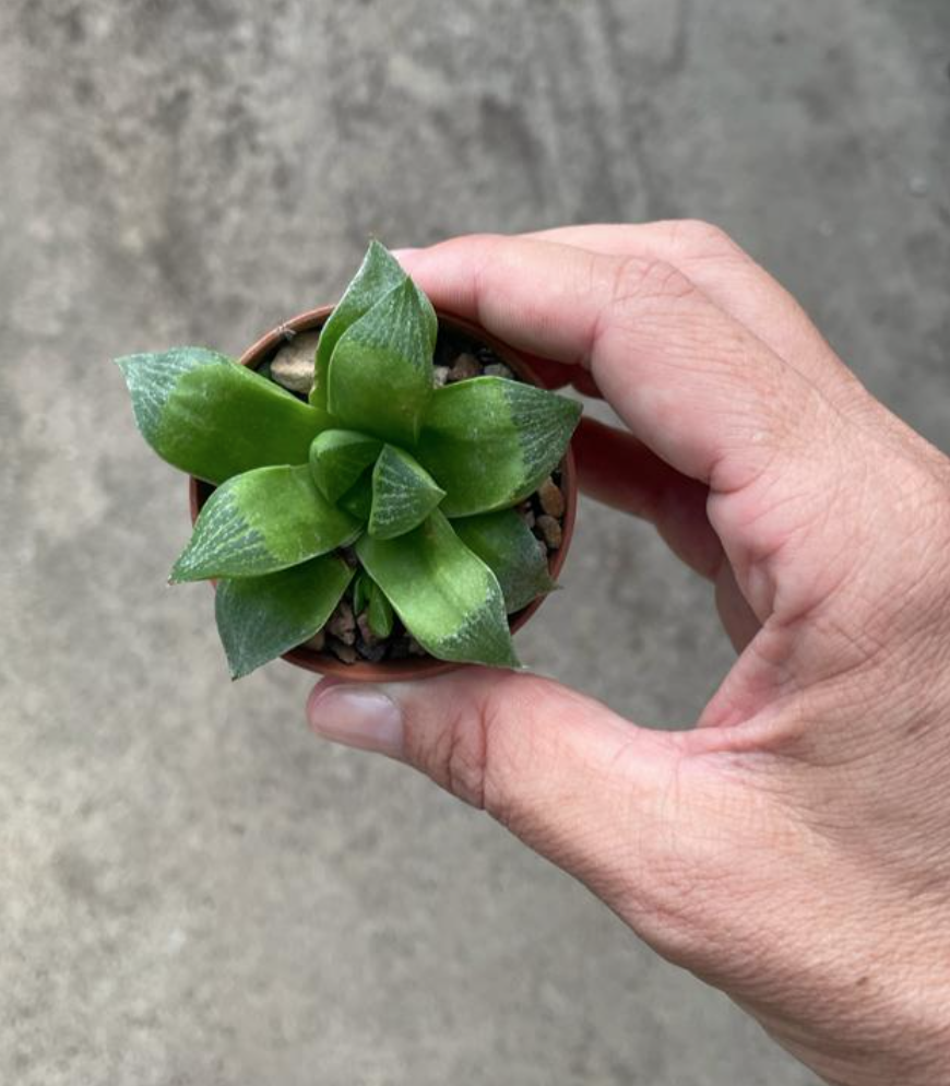 Haworthia radula kinjo
