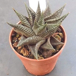 Haworthia Limifolia spiralis