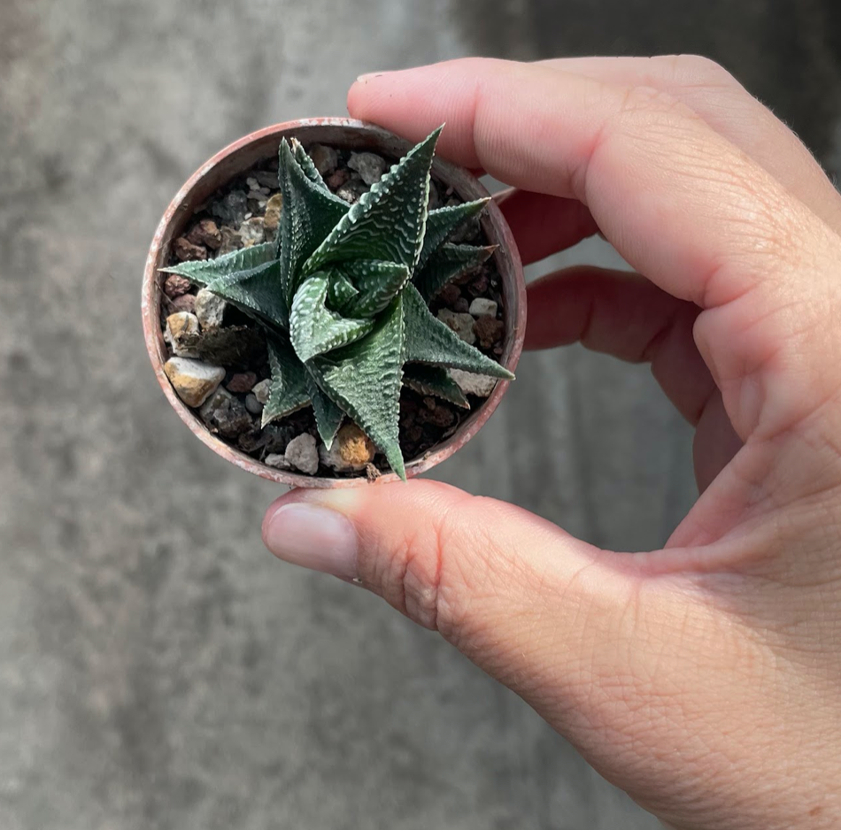 Haworthia Limifolia spiralis