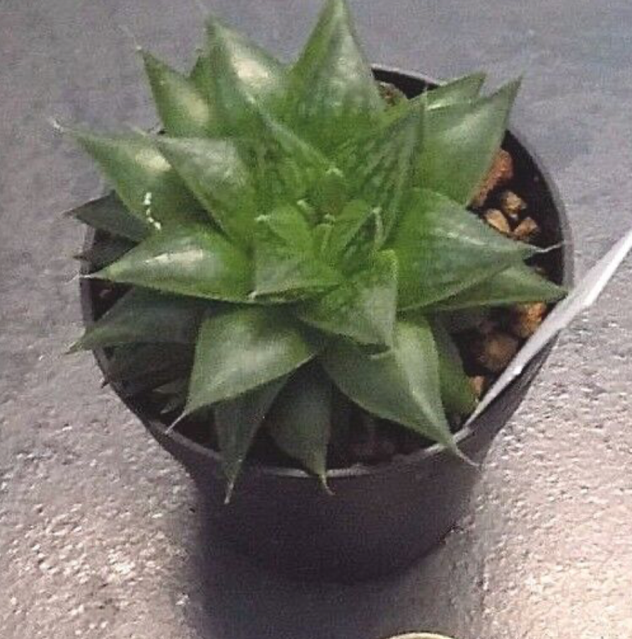Haworthia cymbiformis v. obesa