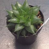 Haworthia cymbiformis v. obesa