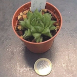 Haworthia cymbiformis v. obesa