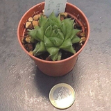 Haworthia cymbiformis v. obesa