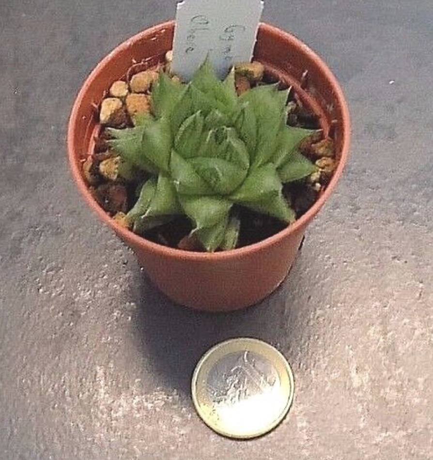 Haworthia cymbiformis v. obesa