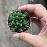 Haworthia cymbiformis v. obesa