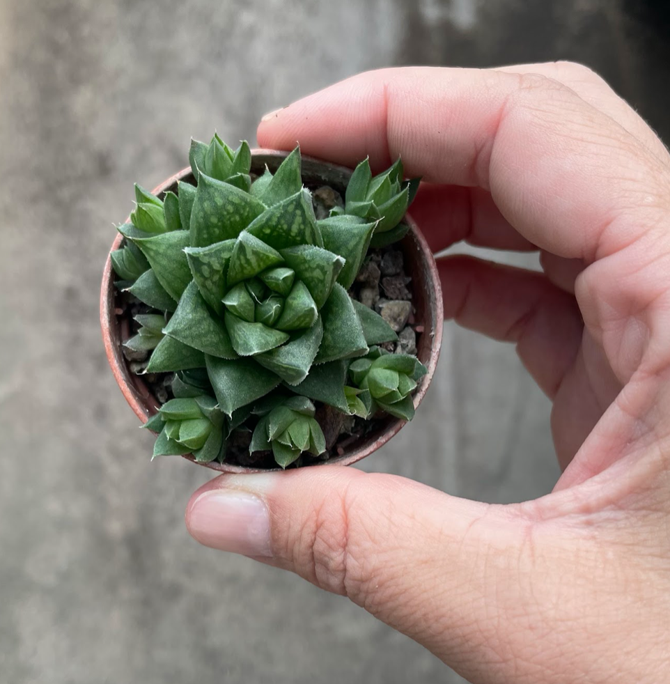 Haworthia cymbiformis v. obesa
