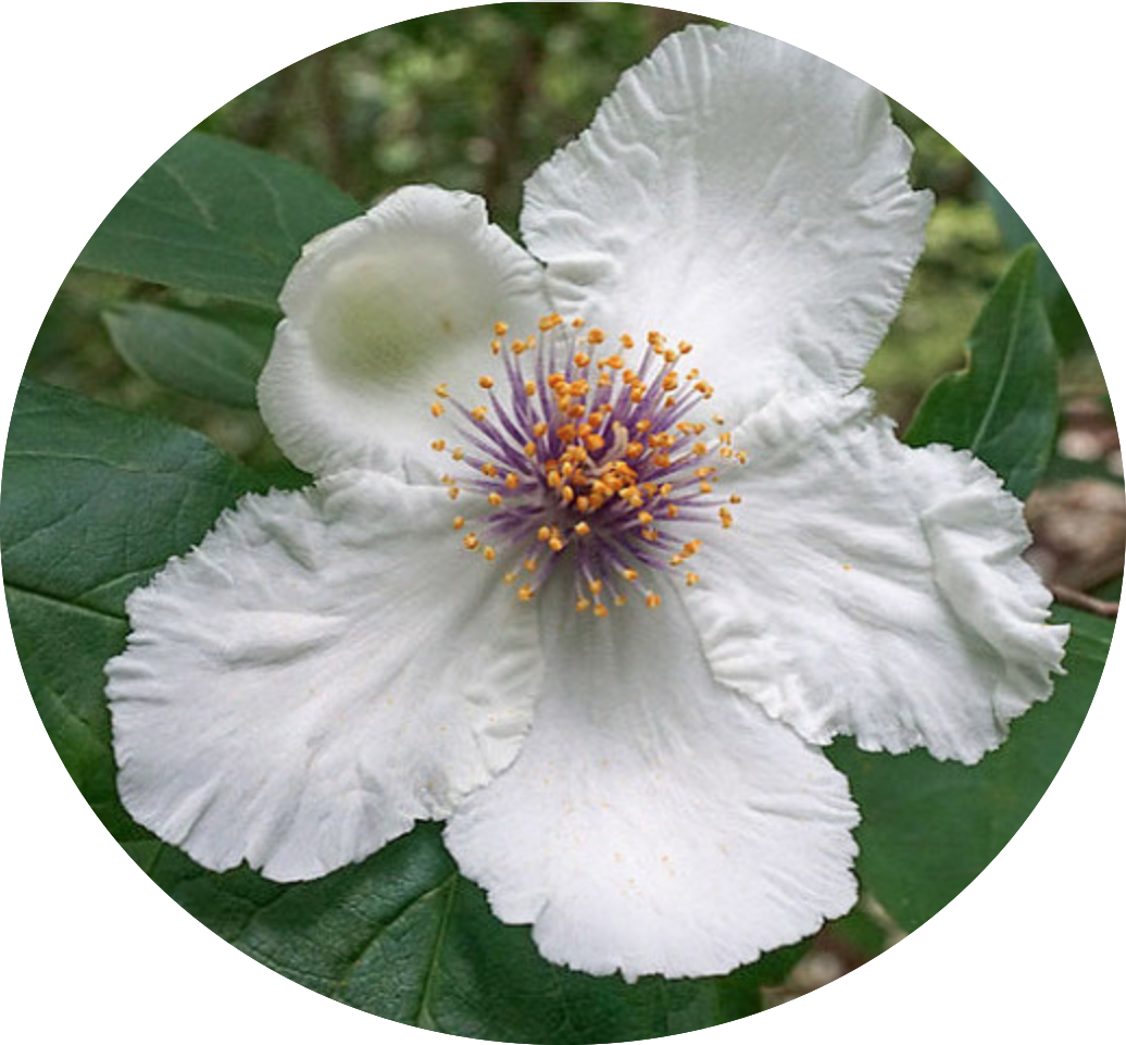 Stewartia Ovata cm. 30/40