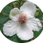 Stewartia Ovata cm. 30/40