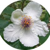 Stewartia Ovata cm. 30/40