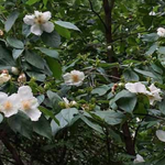 Stewartia Ovata cm. 30/40
