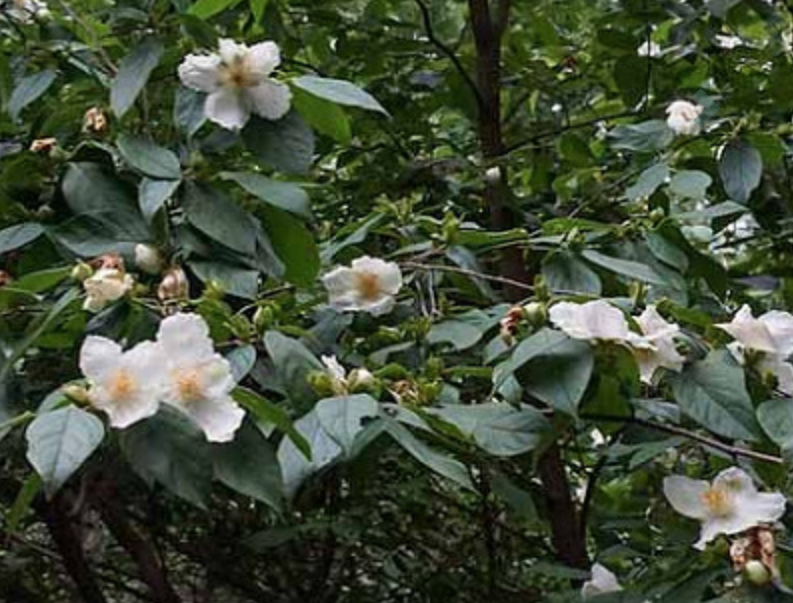 Stewartia Ovata cm. 30/40