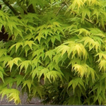 Acer palmatum 'Aoyagi' cm.80/100