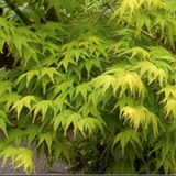 Acer palmatum 'Aoyagi' cm.80/100