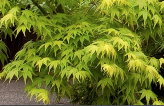 Acer palmatum 'Aoyagi' cm.80/100