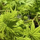 Acer palmatum 'Aoyagi' cm.80/100