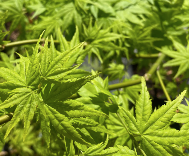 Acer palmatum 'Aoyagi' cm.80/100