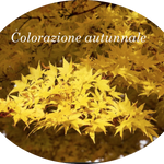 Acer palmatum 'Aoyagi' cm.80/100